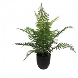 Saniainen ruukussa 66 cm